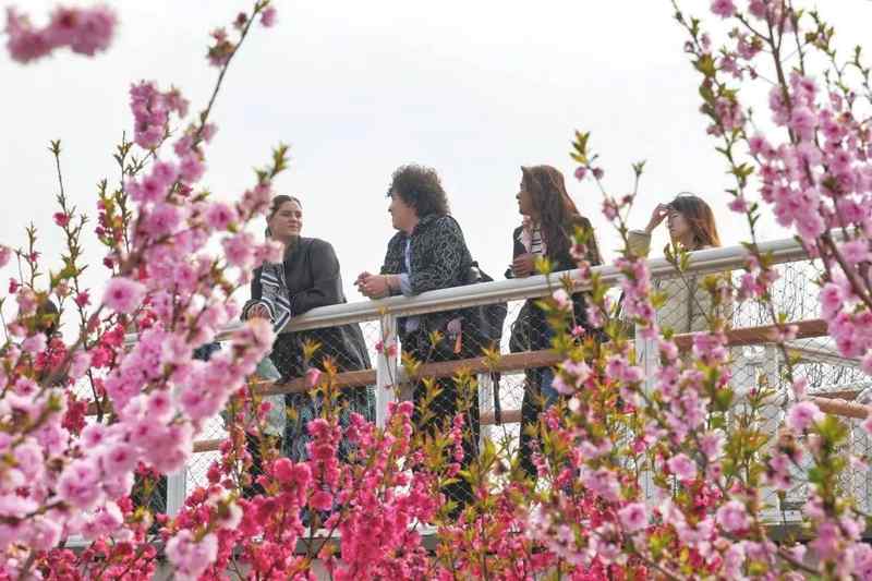  繁花落尽后的寂寥与丰盈：从阳山桃林探寻乡村共生的哲学 文化旅游