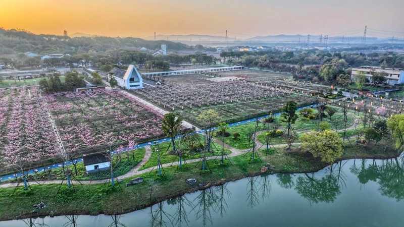  繁花落尽后的寂寥与丰盈：从阳山桃林探寻乡村共生的哲学 文化旅游