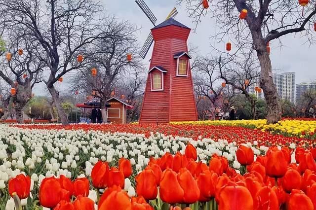  【文旅技术解码】永靖县郁金香节六大板块32场活动的底层架构与沉浸式体验设计逻辑 文化旅游