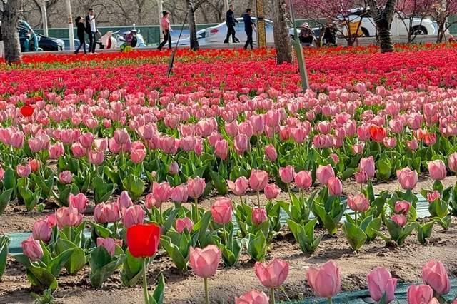  【文旅技术解码】永靖县郁金香节六大板块32场活动的底层架构与沉浸式体验设计逻辑 文化旅游