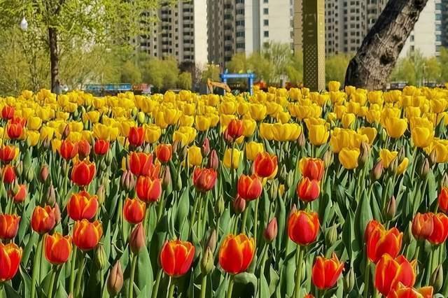  【文旅技术解码】永靖县郁金香节六大板块32场活动的底层架构与沉浸式体验设计逻辑 文化旅游